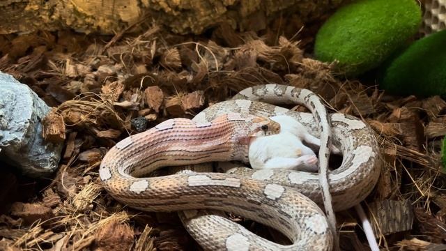 Прожорливая змея слопала папу мышь а потом и сына. смотреть онлайн