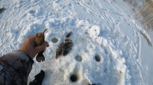 Ловля ротана и карася зимой (подводное видео)