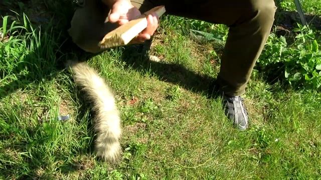 ??Искусственное опыление винограда во время цветения. Полив винограда во время цветения.