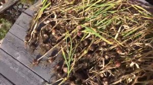 Двухярусный чеснок из Будапешта, Что за семена продали с рынка$  Неожиданная грядка рогатого Garlic