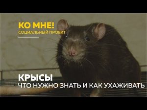 «Ко мне!»: стоит ли держать дома крыс и как правильно за ними ухаживать