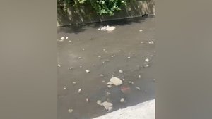 В Сочи проводят проверку по факту сброса сточных вод в реку Восточный Дагомыс