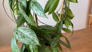 Hoya Pubicalyx splash-Шикарная и безпроблемная