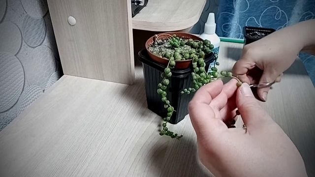 Крестовник Роули#100% способ черенкования# Размножение смотреть онлайн