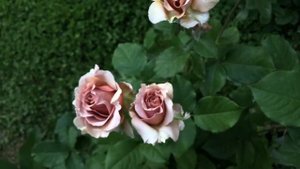 Mokarosa Rose, very special pink coffee cream Rose