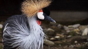 Fotografien #12 [Sony Alpha 58] || Tierpark Hellabrunn. ?