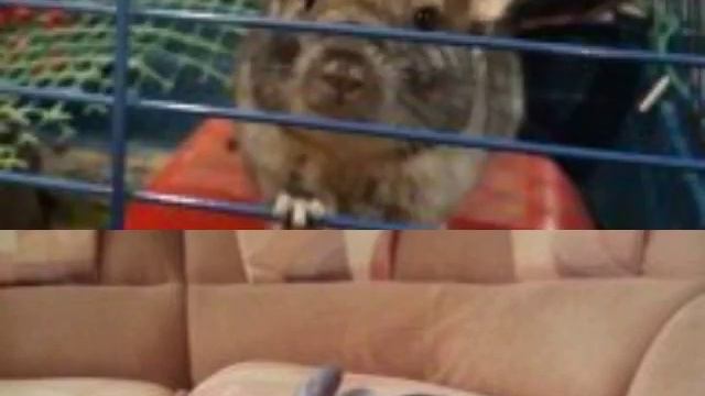 Мои любимые животные!!!! смотреть онлайн