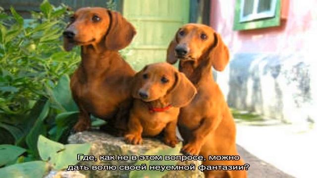 Клички собак мальчиков маленьких пород