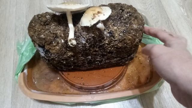 Грибы зимой 2021/ Блок шиитаке/ Грибы есть! смотреть онлайн