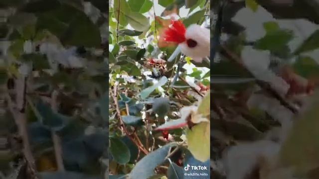 Вы видели как цветет фейхоа? смотреть онлайн