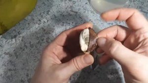 Как посадить косточку от манго