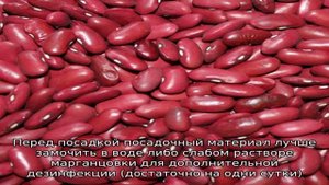 Как и когда сажать красную фасоль для лучшего урожая