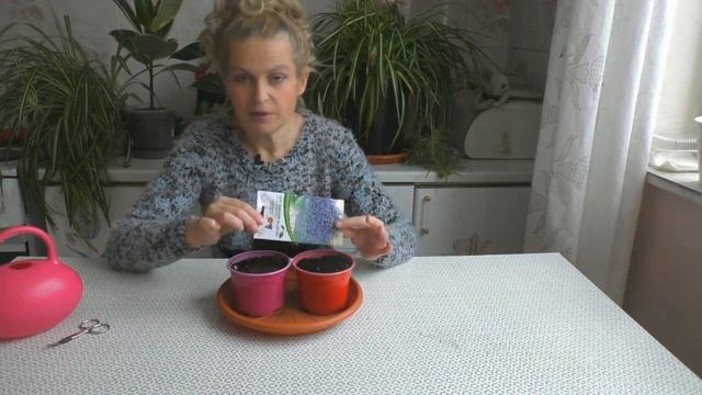 Сеем лобелию под снег
