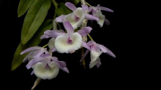 Dendrobium Primulinum