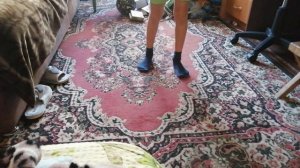 тутор на танец литвина