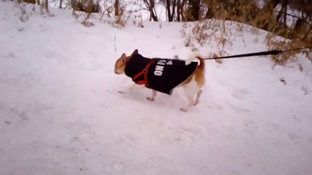 Гуляем с чихуахуа зимой смотреть онлайн
