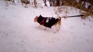 Гуляем с чихуахуа зимой