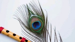 Mor Pankh DP Photo for WhatsApp | Peacock Feather dp pics | Mor Pankh Photo/images/pics/dpz/picture