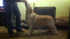 Физиотерапия для собак: упражнение для мышц спины и задних лап