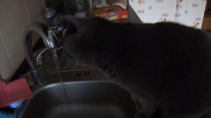 британская короткошерстная кошка Лиза