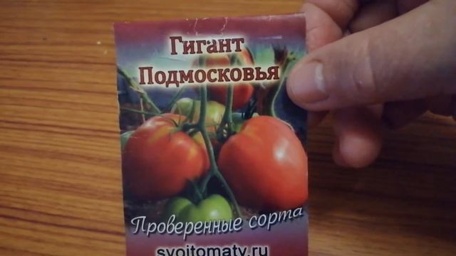 Томат крупноплодный ГИГАНТ ПОДМОСКОВЬЯ. Хорош для Подмосковья.