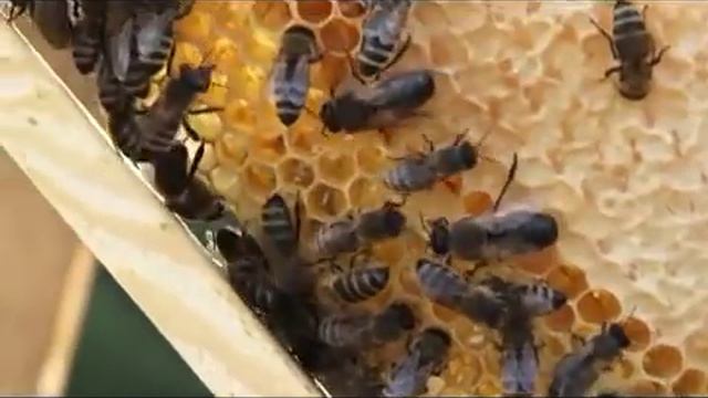 "Медку бы" смотреть онлайн