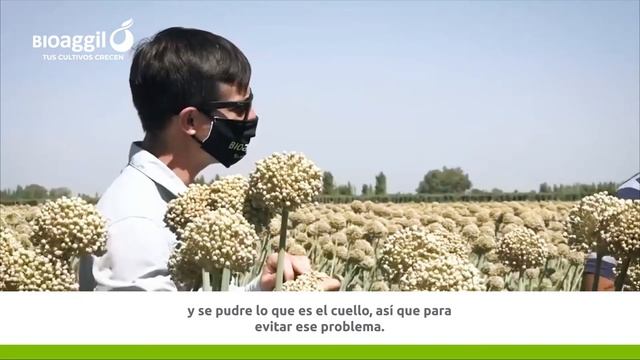 Casos de éxito - Control de Botrytis con TIFI смотреть онлайн