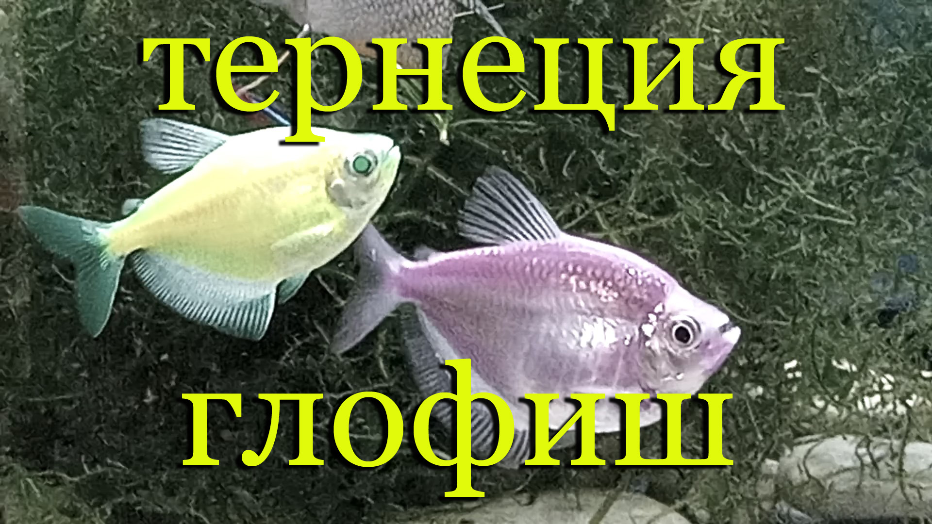 Тернеция глофиш (Glofish): содержание, уход, половые отличия, разведение, видео обзор