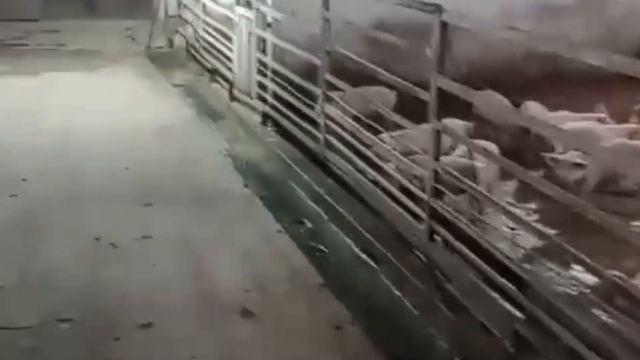 Pig Farm Job In Armenia Update Salary INR 50,000/-#armeniajobs ? PigFarmingjobs#armeniacountry смотреть онлайн