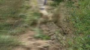 УБИРАЕМ СЕЛЬДЕРЕЙ КОРНЕВОЙ/ ОТЛИЧНЫЙ УРОЖАЙ (06.10.2017)