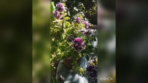 Любимая махровая петуния сорт Пируэт. Июль 2022. Бахчисарай.