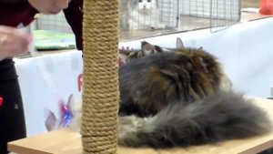 Мейн Кун, окрас Мраморная Черепаха, Породы Кошек