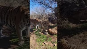 Воспитание у тигров