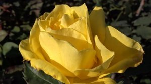 Rosa ´Garden Princess´