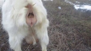 Окот козы подробно Неудачный окот