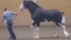 Black Clydesdale Prancing