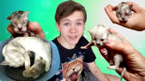КОШЕЧКА Марфа РОДИЛА котят!!! Посмотрите! Теперь у нас 2 КОТЁНКА!