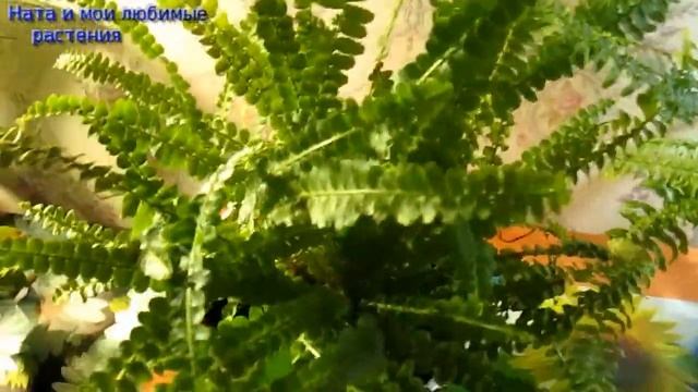 Секреты успешного выращивания папоротников : они будут вам благодарны , развенчиваем мифы ! смотреть онлайн