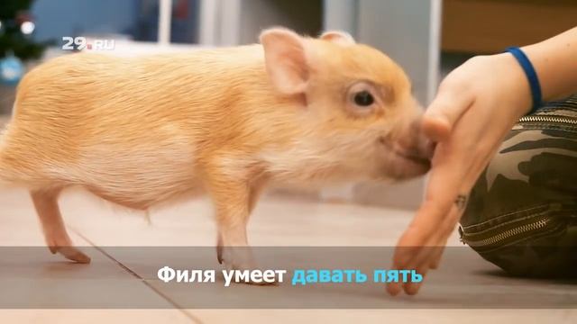 Как живет мини-пиг смотреть онлайн