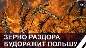 В Польше предъявлены обвинения по махинациям с украинским зерном 17-ти фигурантам. Панорама
