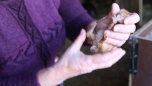 Кормление 10-ти дневных крольчат