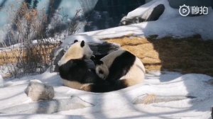 Lovely Panda sisters QI QIAO AND QI XI