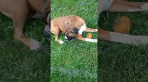 У собаки боксера нереальная отдышка язык наружу