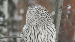 Сова зимой, Неясыть длиннохвостая, Ural owl