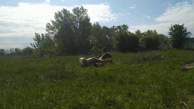 Лошади. Разминка мышц при отсутствии работы под седлом. смотреть онлайн