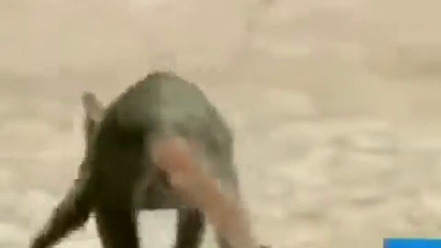 Чупакабра на видео, реальные кадры mp4 смотреть онлайн