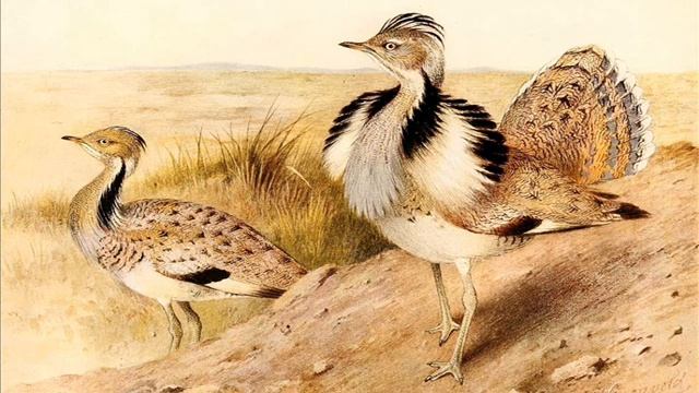 ДРОХВЫ Рассказ Павла Сурожского смотреть онлайн