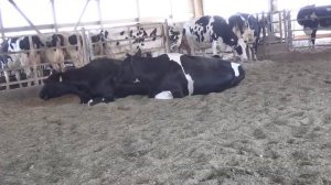 Interview with 10th Generation Dairy Farmer-  Dairy Livestock  fans on Bedded Pack -