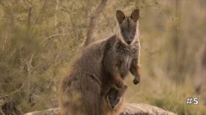 World's Cutest Animals - Wallaby