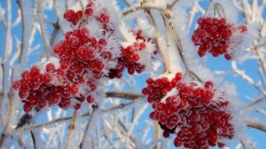 Самые красивые кустарники для сада. часть 2